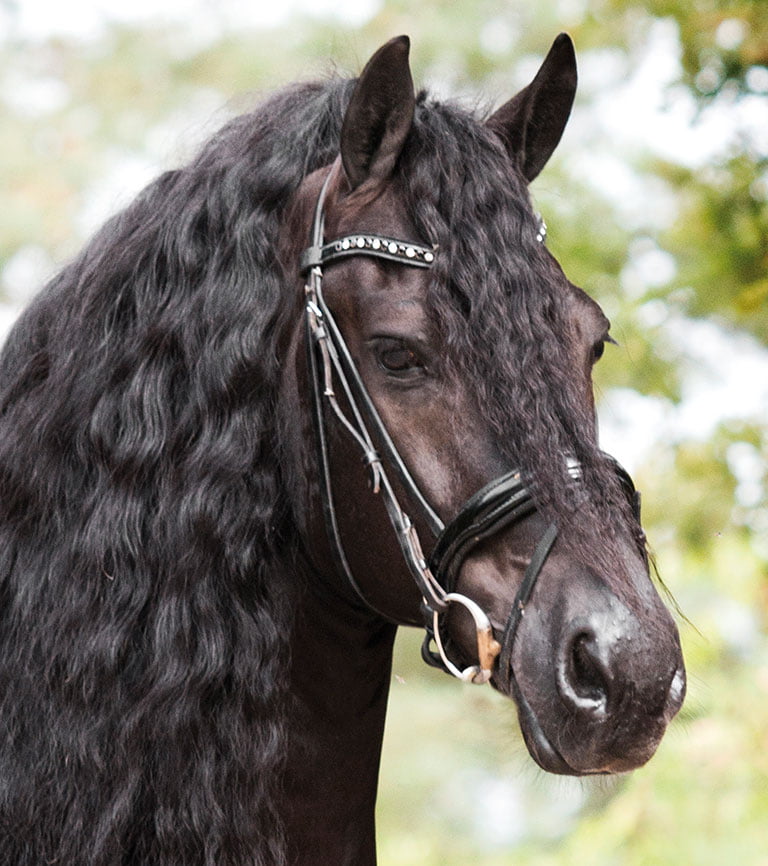 Bartele-472-sport-home